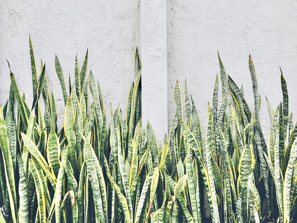 Snake Plant / Mother-In-Laws Tongue (Sansevieria trifasciata) The Snake Plant cleans air better than